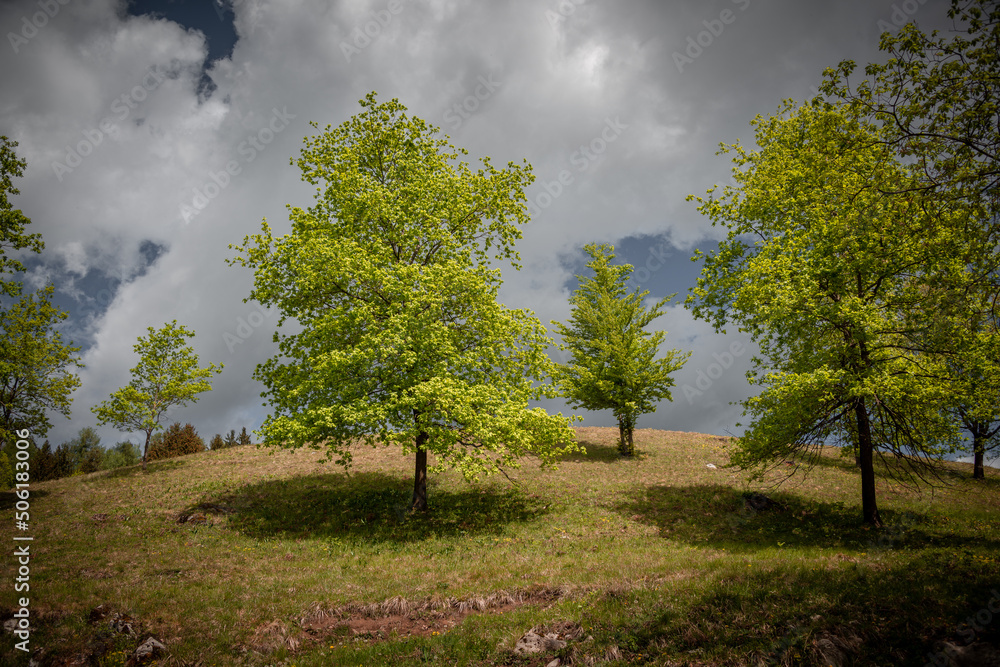 Trees in springtime under a vivid blue sky Trees in springtime under a vivid blue sky