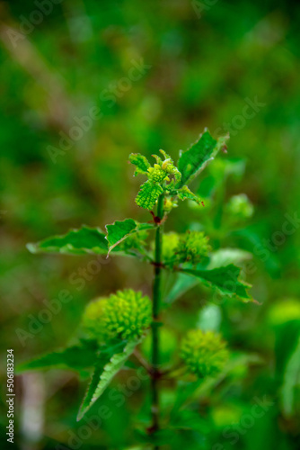 Green hyptical flowering plant background
