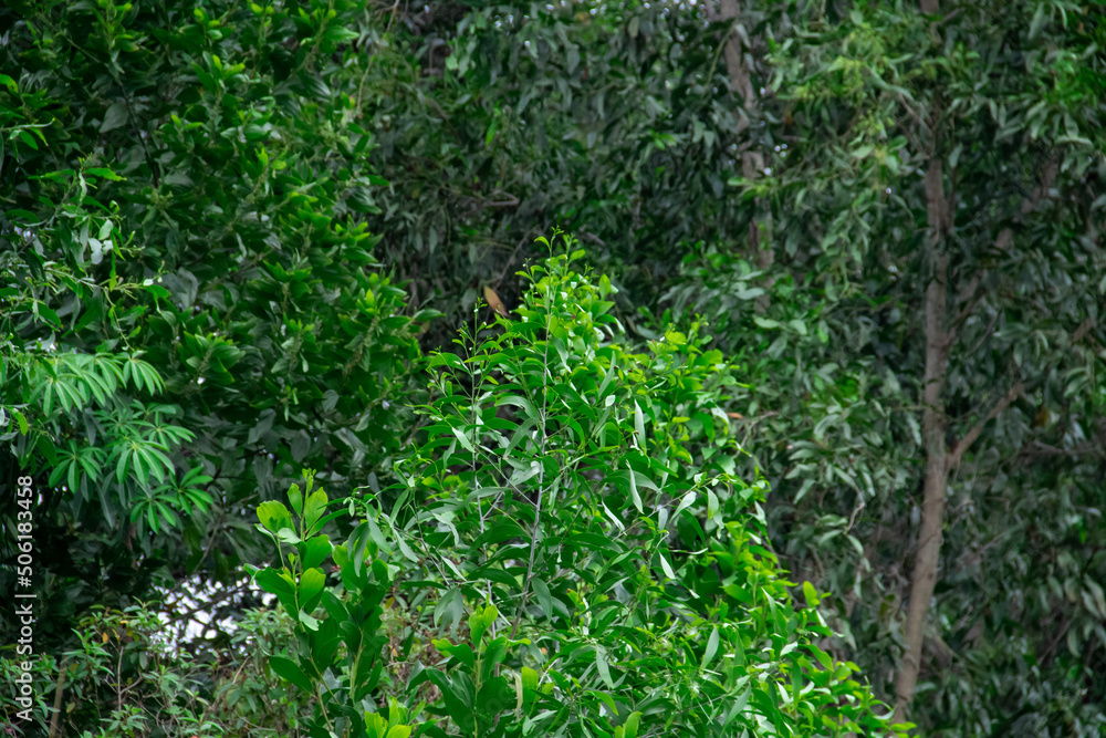 Obraz premium green grass background