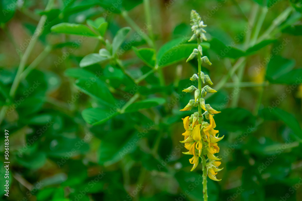 Crotalaria longirostrata plant background growing in the forest Crotalaria longirostrata plant background growing in the forest