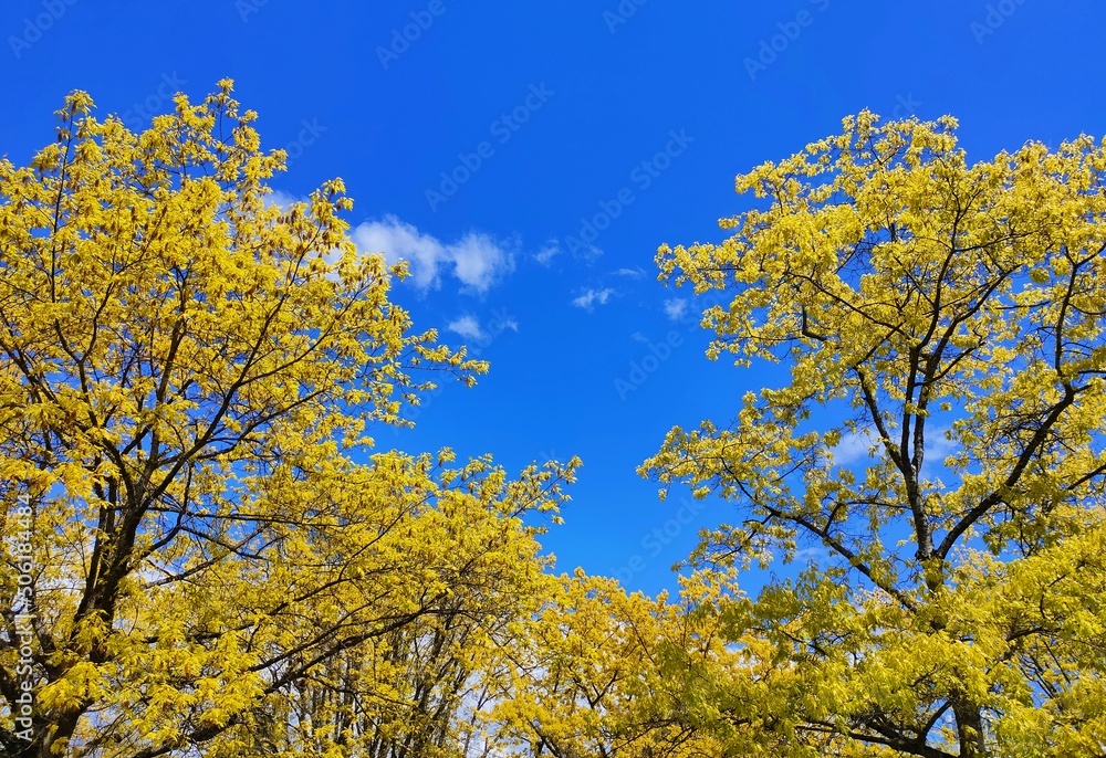 Fototapeta premium yellow tree in spring