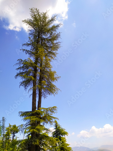 A pine tree on sky background with clouds