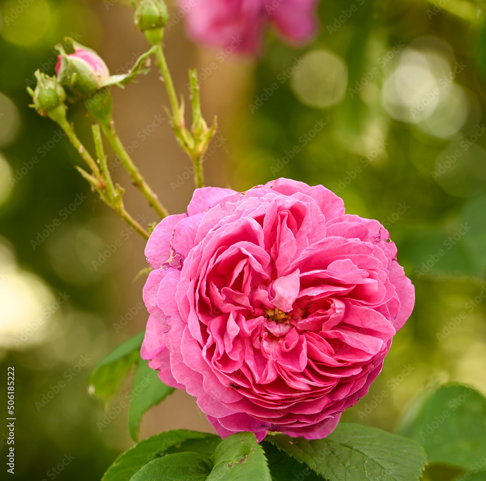 Close-up of a garden rose Close-up of a garden rose