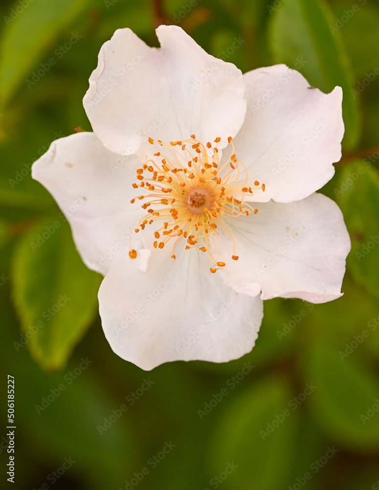 Obraz premium Close-up of a garden rose