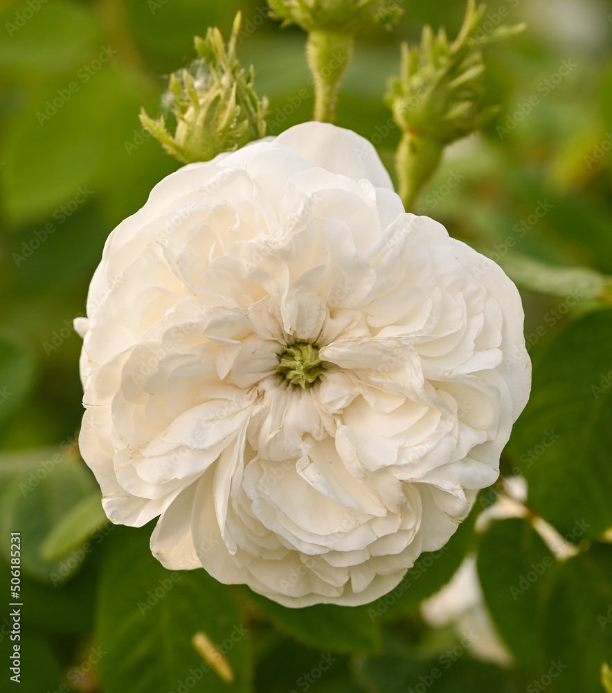 Rosa 'Madame Hardy', Sint-Pieters-Leeuw, Belgium Rosa 'Madame Hardy', Sint-Pieters-Leeuw, Belgium