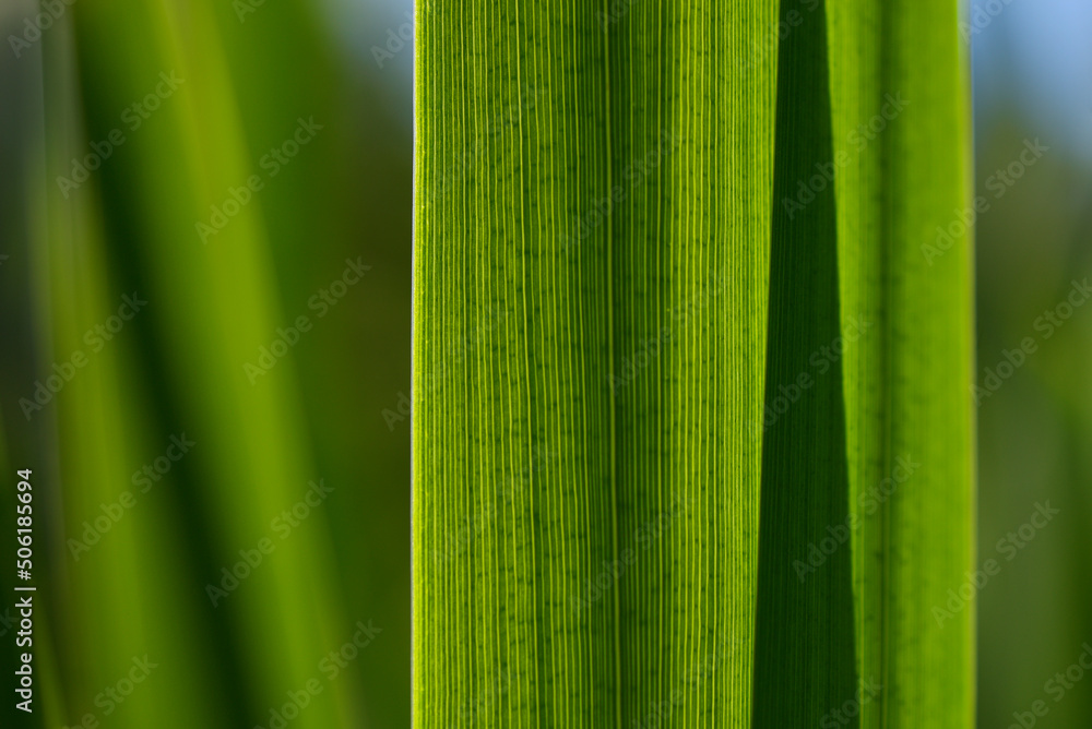 feuilles en gros plan feuilles en gros plan