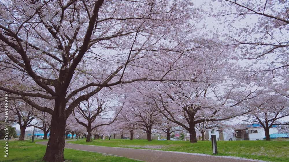 桜が舞う遊歩道 / The promenade where the cherry blossoms dance 桜が舞う遊歩道 / The promenade where the cherry blossoms dance