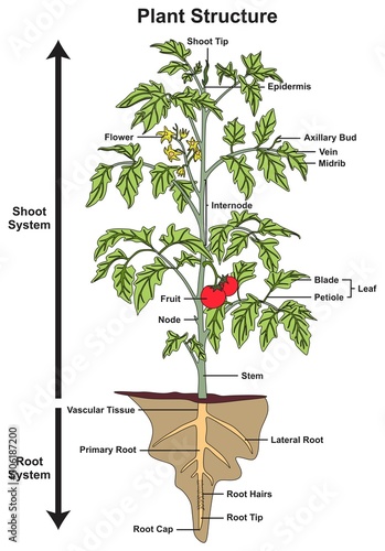 Plant structure and parts infographic diagram tree shoot root system stem leaf fruit flower tip anatomy biology science education vector chart illustration scheme phytotomy morphology life cycle