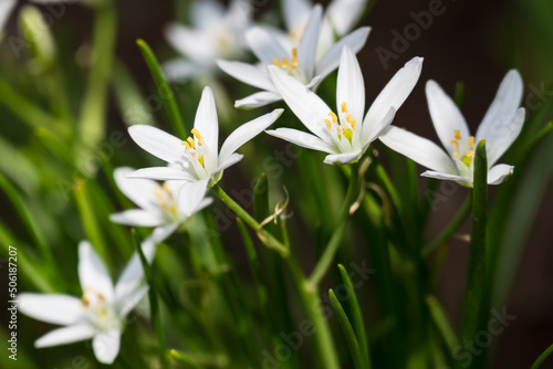星型の白い6枚の花びらを開く可憐なお庭のオオアマナ