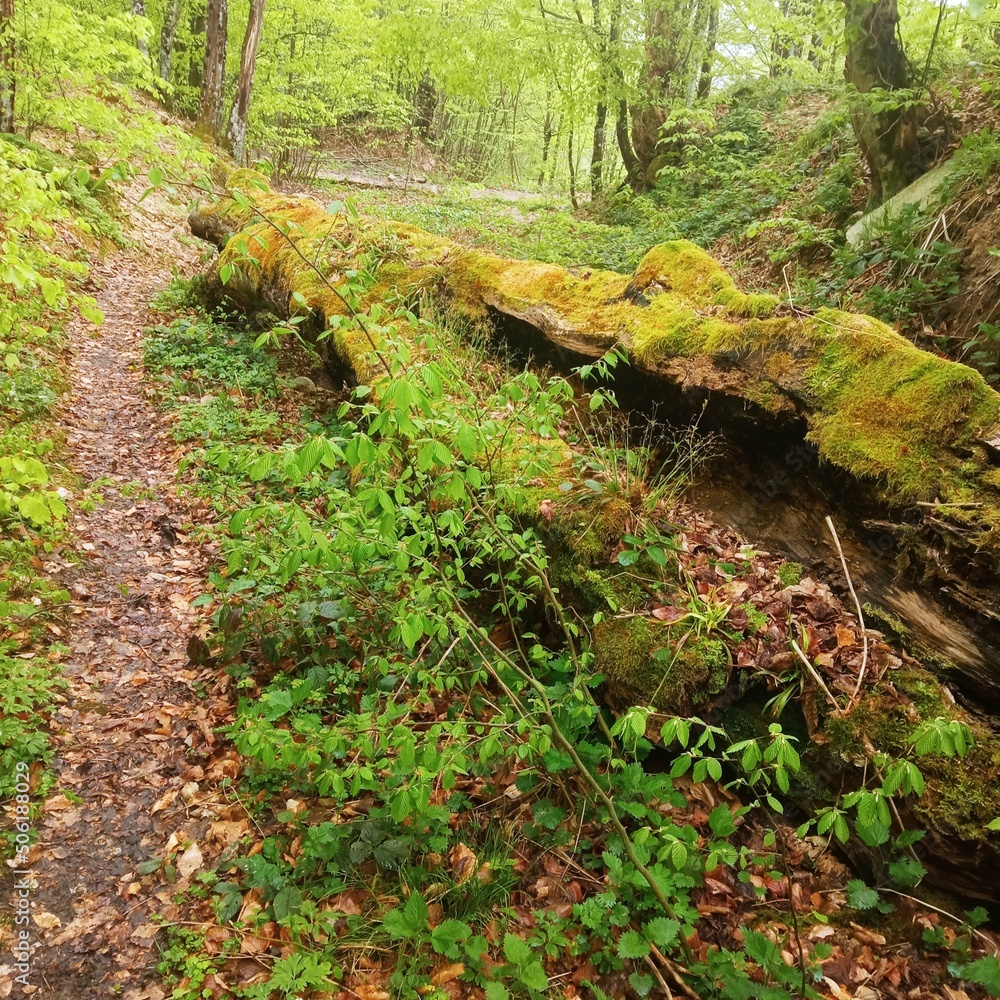 Fototapeta premium stream in the forest