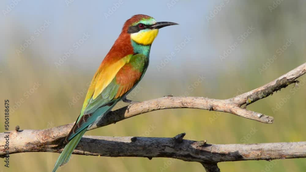 European bee-eater merops apiaster colorful beautiful bird European bee-eater merops apiaster colorful beautiful bird