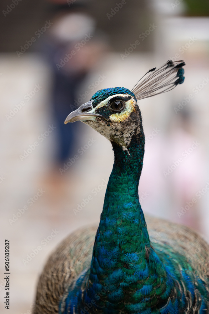 blue peacock close up