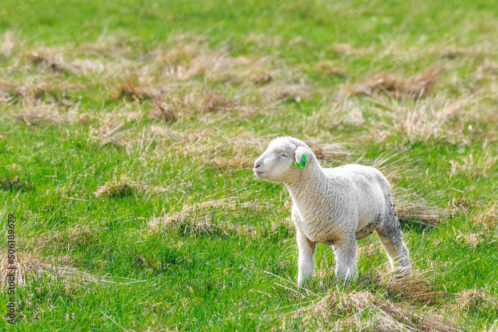 Obraz premium 北海道恵庭市、生まれて間もない子羊のお散歩【5月】