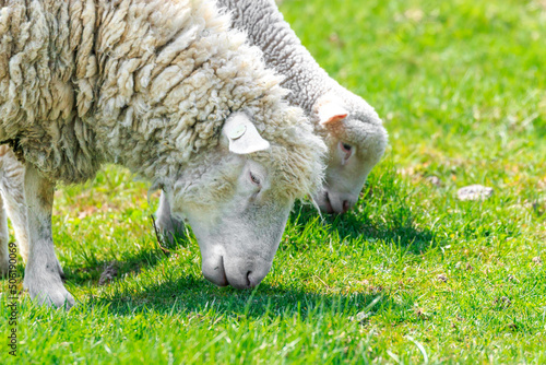 北海道恵庭市、牧草を食べる羊の親子【5月】 photo
