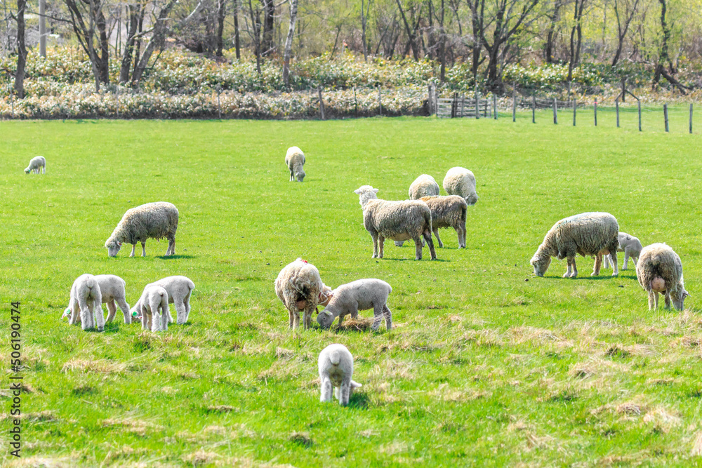 北海道恵庭市、羊の放牧【5月】
