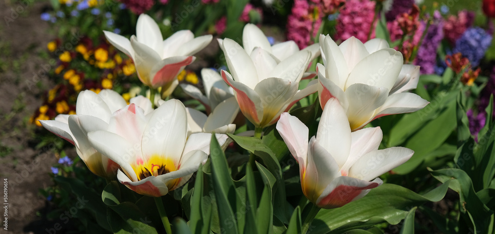 śliczne tulipany w ogrodzie - obrazy, fototapety, plakaty 