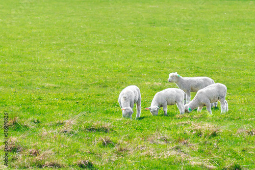 北海道恵庭市、牧草を食べる子羊たち【5月】 © Shigeyasu Urayama