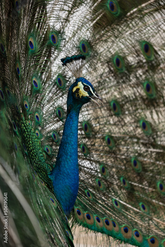 blue peacock close up