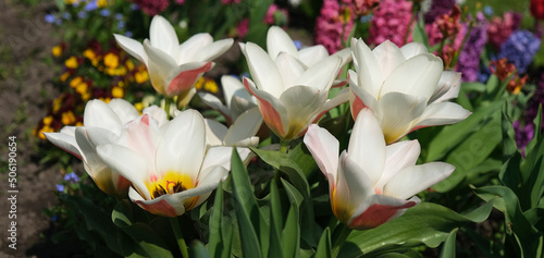 śliczne tulipany w ogrodzie