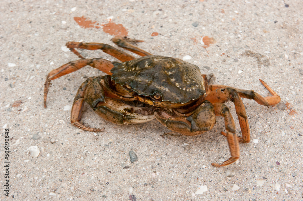 crab on the sand