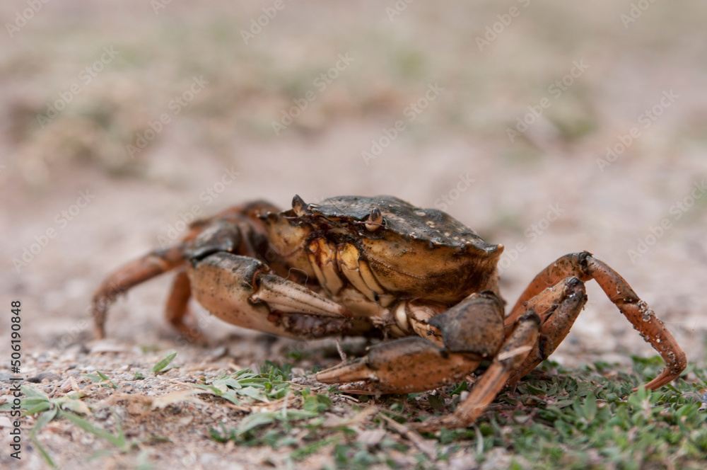 crab beach