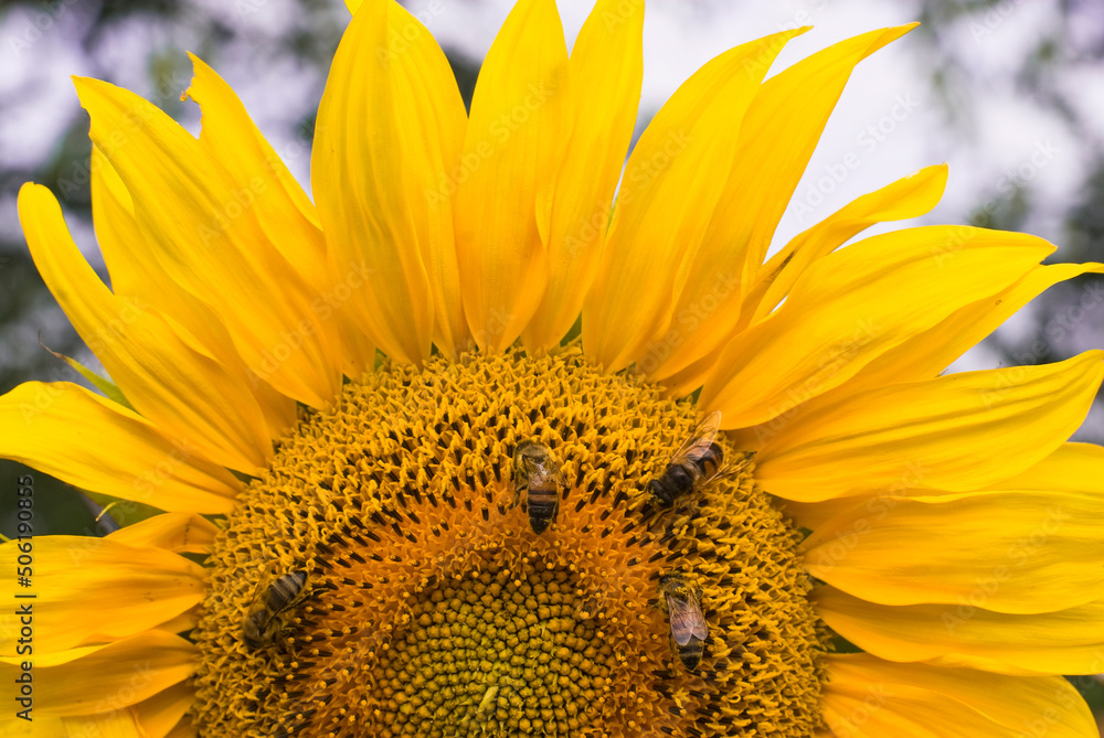 Naklejka premium Sunflower and bee