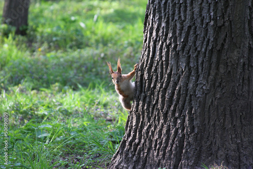 squirrel on a tree