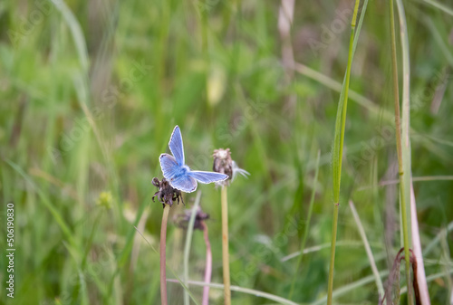 closeup of a common blue butterfly (Polyommatus icarus) 