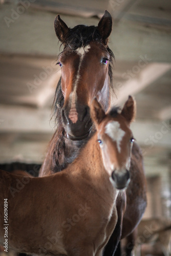 Portrait of a beautiful thoroughbred horse in the stable. Artistic noise.