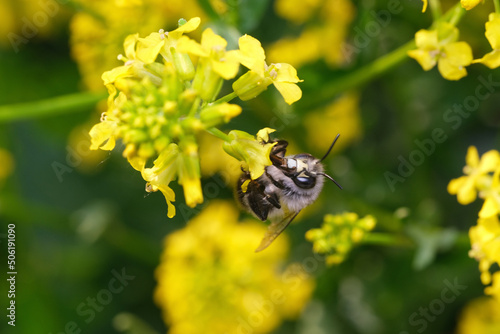 pszczoła ,gorczycznik wiosenny 2