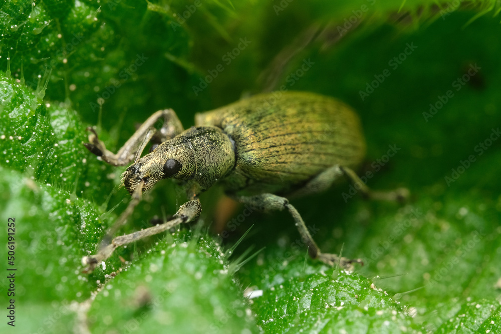 Fototapeta premium naliściak srebrniak z bliska 2