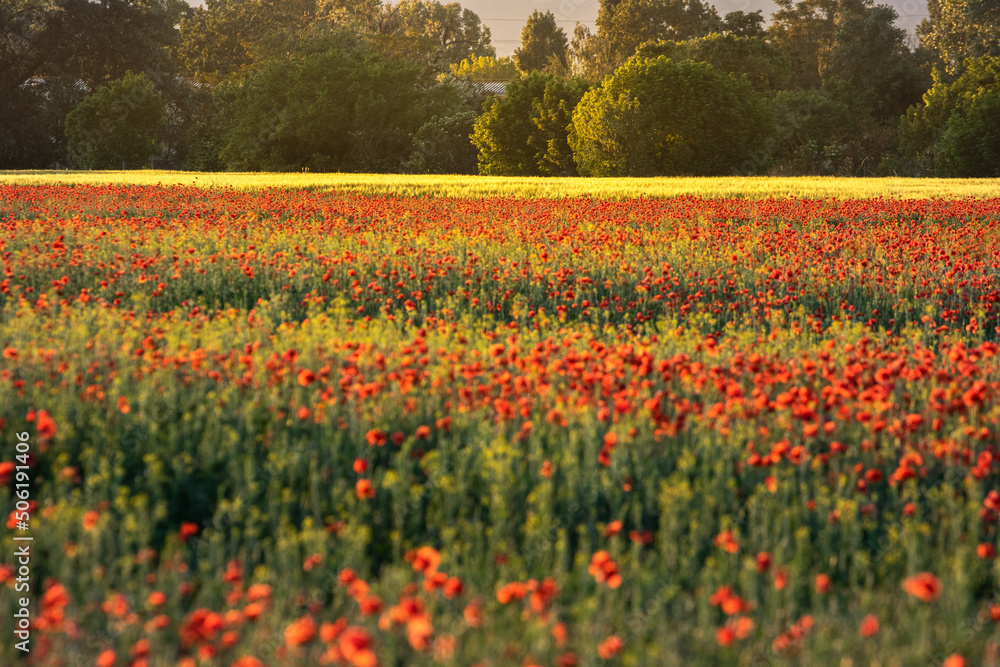 Field with red poppies and yellow wheat at sunset, rural landscape, meadow with poppy flowers