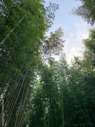 trees in the forest