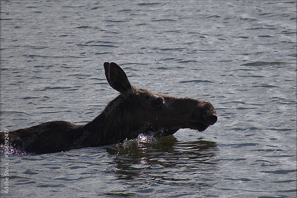 Fototapeta premium moose calf in water