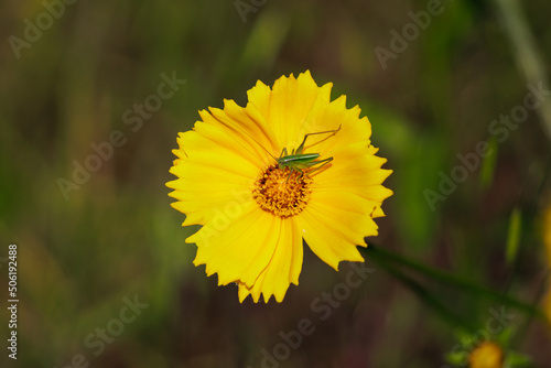 Wallpaper Mural Coreopsis lanceolata and grasshopper. beautiful yellow flowers. Torontodigital.ca