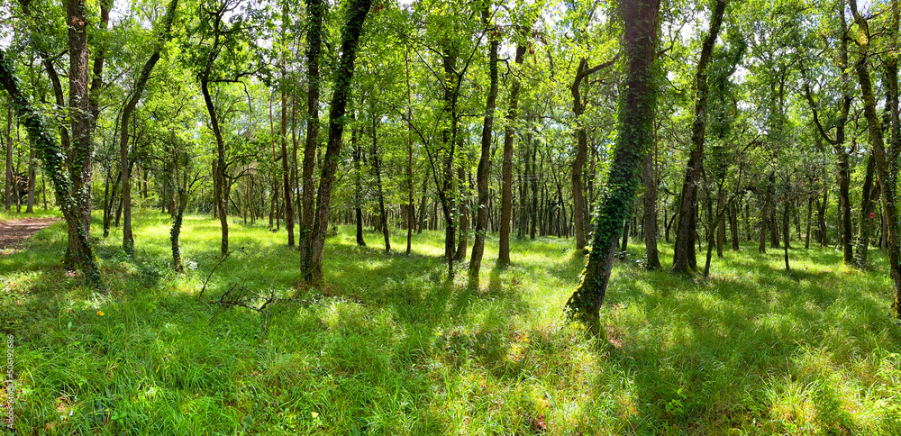 forêt forêt