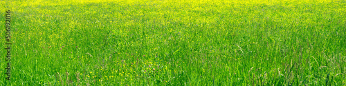 Panorama of lush spring field
