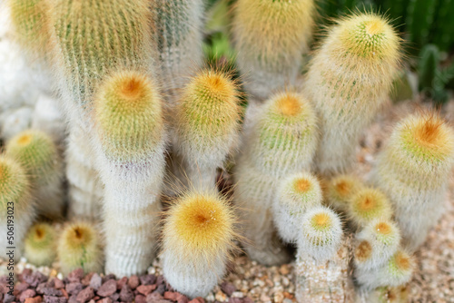 Cactus in an indoor botanical garden. parodia leninghausii
