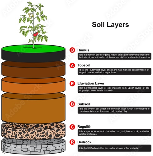 Soil layers infographic diagram biology geology agriculture science education vector chart illustration scheme humus topsoil eluviation subsoil regolith bedrock earth plant water minerals  photo