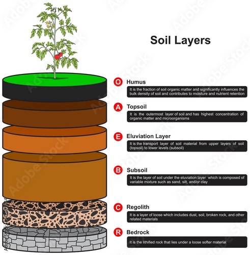 Soil layers infographic diagram biology geology agriculture science education vector chart illustration scheme humus topsoil eluviation subsoil regolith bedrock earth plant water minerals 
