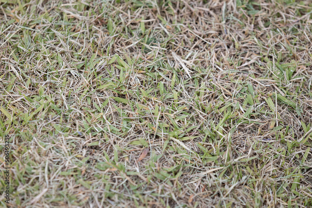 Close-up of shady grass outdoors Close-up of shady grass outdoors