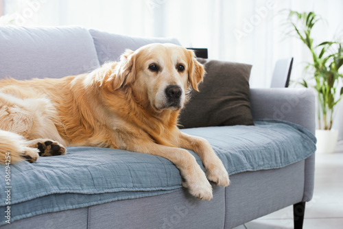 Cute lonely dog resting on the couch