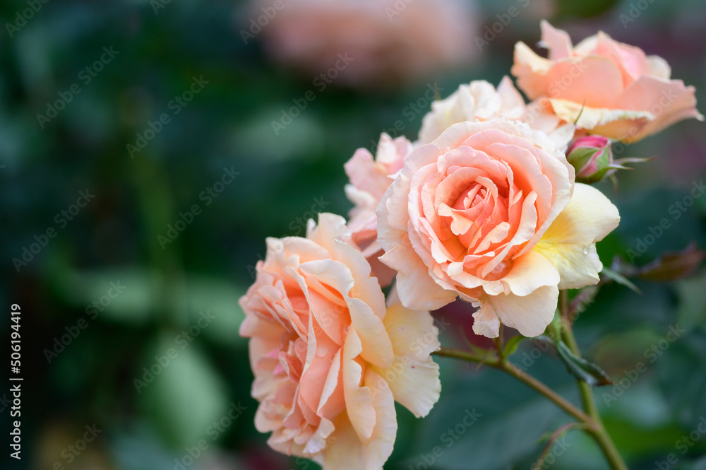 Fototapeta premium 白薔薇