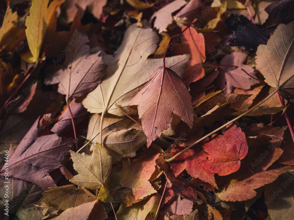autumn leaves background autumn leaves background