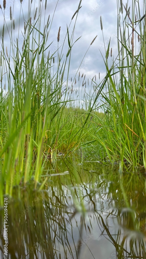 Schilfgras an einer kleinen Wasserstelle an einem Feld - Reed grass at a small waterhole in a field