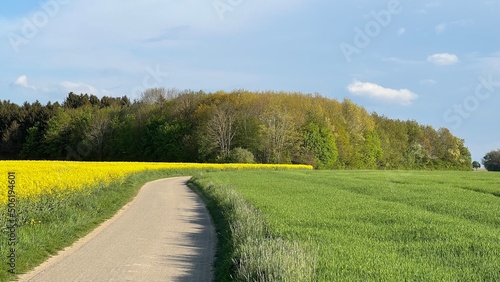 Kleiner Landweg an einem Rapsfeld bei Sonnenschein . Wenn im Frühling der Raps blüht, sehen wir beeindruckende Farben. photo