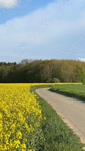 Kleiner Landweg an einem Rapsfeld bei Sonnenschein . Wenn im Frühling der Raps blüht, sehen wir beeindruckende Farben. photo