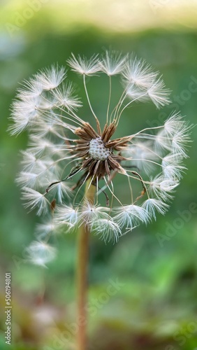 dandelion - L  wenzahn - Pusteblume -  Makrofotografie  Makro  macro  Detail  nah dran