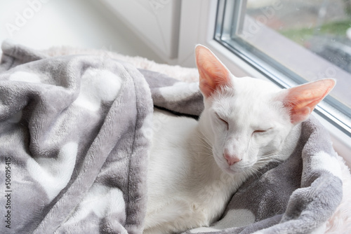 Oriental shorthair white cat sleeping near the window.