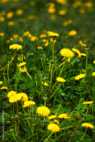 field of dandelions © Grzegorz
